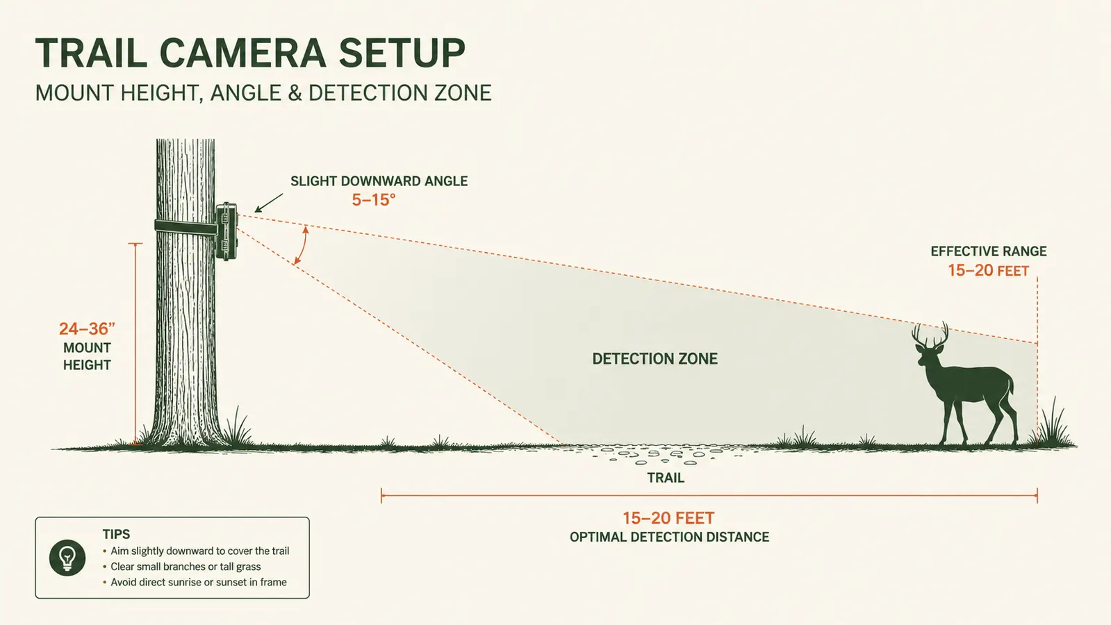 Diagram showing correct trail camera mounting height and detection zone distance from a deer trail